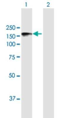 Western Blot: Niban Antibody [H00116496-B01P] - Analysis of FAM129A expression in transfected 293T cell line by FAM129A polyclonal antibody.  Lane 1: C1orf24 transfected lysate(102.08 KDa). Lane 2: Non-transfected lysate.