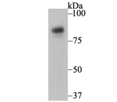 Western Blot: Nicastrin Antibody (JG68-33) [NBP2-75592] - Analysis of Nicastrin on THP-1 cell lysate using anti-Nicastrin antibody at 1/1,000 dilution.