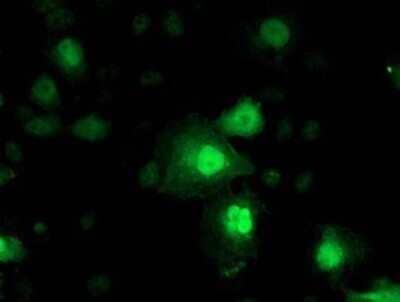 Flow Cytometry: Nicotinamide N-Methyltransferase/NNMT Antibody (OTI3D8) - Azide and BSA Free [NBP2-72984] - Staining of COS7 cells transiently transfected by pCMV6-ENTRY NNMT.