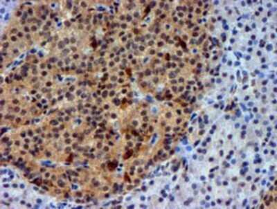 Immunohistochemistry: Nicotinamide N-Methyltransferase/NNMT Antibody (OTI3D8) - Azide and BSA Free [NBP2-72984] - Staining of paraffin-embedded Human pancreas tissue using anti-NNMT mouse monoclonal antibody.