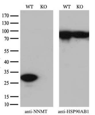 <b>Genetic Strategies Validation. </b>Western Blot: Nicotinamide N-Methyltransferase/NNMT Antibody (OTI3D8) - Azide and BSA Free [NBP2-72984] - Equivalent amounts of cell lysates (10 ug per lane) of wild-type HeLa cells and NNMT-Knockout HeLa cells were separated by SDS-PAGE and immunoblotted with anti-NNMT monoclonal antibody (1:500). Then the blotted membrane was stripped and reprobed with anti