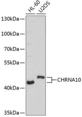 Western Blot: Nicotinic Acetylcholine R alpha 10/CHRNA10 Antibody [NBP2-95190] - Analysis of extracts of various cell lines, using Nicotinic Acetylcholine R alpha 10/CHRNA10 at 1:1000 dilution.Secondary antibody: HRP Goat Anti-Rabbit IgG (H+L) at 1:10000 dilution.Lysates/proteins: 25ug per lane.Blocking buffer: 3% nonfat dry milk in TBST.Detection: ECL Basic Kit .Exposure time: 20s.