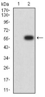 Western Blot: Nicotinic Acetylcholine R alpha 2/CHRNA2 Antibody (7G12H9) [NBP2-61667] - Analysis using CHRNA2 mAb against HEK293 (1) and CHRNA2 (AA: extra 27-264)-hIgGFc transfected HEK293 (2) cell lysate.