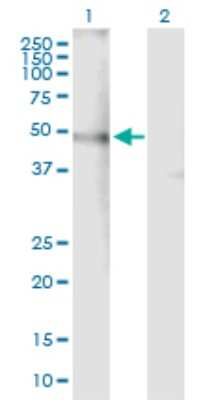 Western Blot: Nicotinic Acetylcholine R alpha 4/CHRNA4 Antibody [H00001137-B01P] - Analysis of CHRNA4 expression in transfected 293T cell line by CHRNA4 polyclonal antibody.  Lane 1: CHRNA4 transfected lysate(49.61 KDa). Lane 2: Non-transfected lysate.