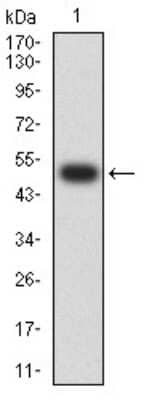 Western Blot: Nicotinic Acetylcholine R alpha 7/CHRNA7 Antibody (7F10F1) [NBP2-61738] - Analysis using CHRNA7 mAb against human CHRNA7 (AA: extra 52-259) recombinant protein. (Expected MW is 50.4 kDa)