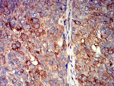 Immunohistochemistry-Paraffin Nicotinic Acetylcholine R alpha 7/CHRNA7 Antibody (7F10G1) - BSA Free