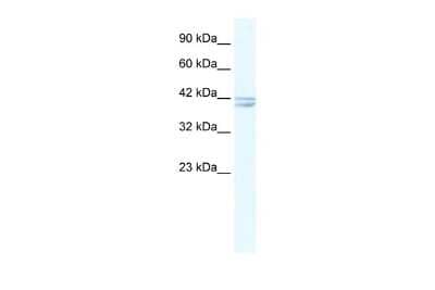 Western Blot: Nicotinic Acetylcholine R alpha 7/CHRNA7 Antibody [NBP1-79948] - Reccomended Titration: 2.5 ug/ml Positive Control: HepG2 cell lysate