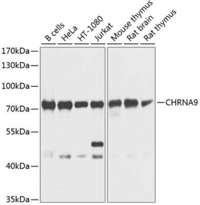 Western Blot Nicotinic Acetylcholine R alpha 9/CHRNA9 Antibody - BSA Free