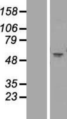 Western Blot Nicotinic Acetylcholine R alpha 1/CHRNA1 Overexpression Lysate