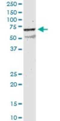 Western Blot: Nicotinic Acetylcholine Receptor beta 2 Antibody (1C7) [H00001141-M01] - CHRNB2 monoclonal antibody (M01), clone 1C7. Analysis of CHRNB2 expression in rat testis.