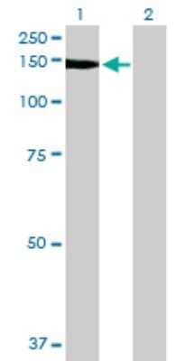 Western Blot: Nidogen-1/Entactin Antibody [H00004811-B01P] - Analysis of NID1 expression in transfected 293T cell line by NID1 polyclonal antibody.  Lane 1: NID1 transfected lysate(122.54 KDa). Lane 2: Non-transfected lysate.
