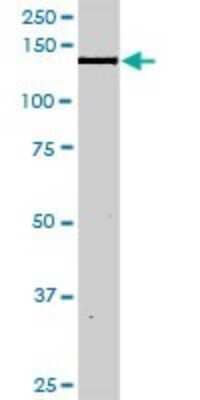 Western Blot: Nidogen-1/Entactin Antibody [H00004811-D01P] - Analysis of NID1 expression in mouse lung.