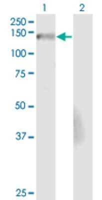 Western Blot: Nidogen-2 Antibody (4G8) [H00022795-M01] - Analysis of NID2 expression in transfected 293T cell line by NID2 monoclonal antibody (M01), clone 4G8.Lane 1: NID2 transfected lysate (Predicted MW: 107.1 KDa).Lane 2: Non-transfected lysate.