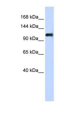 Western Blot: Nidogen 2 Antibody [NBP1-59148] - Transfected 293T cell lysate, concentration 0.2-1 ug/ml.