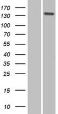 Western Blot Nidogen-2 Overexpression Lysate