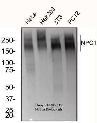 Western Blot: Niemann-Pick C1 Antibody (1318A) - Azide and BSA Free [NBP2-80879] - Total protein from human HeLa, Hek293, mouse 3T3 and Rat PC12 cell lines were separated on a 7.5% gel by SDS-PAGE, transferred to PVDF membrane and blocked in 5% non-fat milk in TBST. The membrane was probed with 2.0 ug/ml anti-NPC1 in block buffer and detected with an anti-rabbit HRP secondary antibody using West Pico PLUS chemiluminescence detection reagent. Image from the standard format of this antibody.