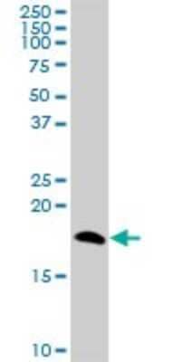 Western Blot: Niemann-Pick type C2 Antibody [H00010577-B01P] - Analysis of NPC2 expression in NIH/3T3.