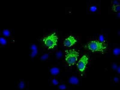 Immunocytochemistry/Immunofluorescence: Nitrilase 1 Antibody (OTI3A11) - Azide and BSA Free [NBP2-72999] - Staining of COS7 cells transiently transfected by pCMV6-ENTRY Nitrilase 1.