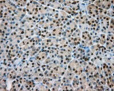 Immunohistochemistry: Nitrilase 1 Antibody (OTI3A11) - Azide and BSA Free [NBP2-72999] - Staining of paraffin-embedded pancreas tissue using anti-Nitrilase 1 mouse monoclonal antibody.