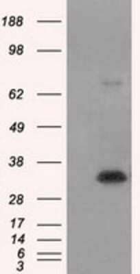 Western Blot Nitrilase 1 Antibody (OTI3A11) - Azide and BSA Free