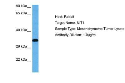 Western Blot: Nitrilase 1 Antibody [NBP2-87920] - Host: Rabbit. Target Name: NIT1. Sample Tissue: Human Mesenchymoma Tumor lysates. Antibody Dilution: 1ug/ml