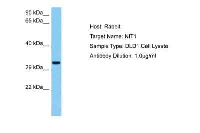 Western Blot: Nitrilase 1 Antibody [NBP2-87921] - Host: Rabbit. Target Name: NIT1. Sample Tissue: Human DLD1 Whole Cell lysates. Antibody Dilution: 1ug/ml
