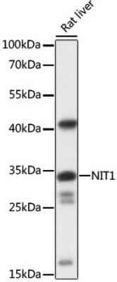 Western Blot: Nitrilase 1 Antibody [NBP2-95178] - Analysis of extracts of rat liver, using Nitrilase 1 at 1:1000 dilution.Secondary antibody: HRP Goat Anti-Rabbit IgG (H+L) at 1:10000 dilution.Lysates/proteins: 25ug per lane.Blocking buffer: 3% nonfat dry milk in TBST.Detection: ECL Basic Kit .Exposure time: 1s.