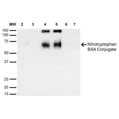 Western Blot: Nitrotryptophan Antibody (2D12) [NBP2-59354] - Western Blot analysis of 6-Nitrotryptophan-BSA Conjugate showing detection of 67 kDa Nitrotryptophan protein using Mouse Anti-Nitrotryptophan Monoclonal Antibody, Clone 2D12 (NBP2-59354). Lane 1: Molecular Weight Ladder (MW). Lane 2: BSA (0.5 ug). Lane 3: BSA (1 ug). Lane 4: 6-Nitrotryptophan-BSA (0.5 ug). Lane 5: 6-Nitrotryptophan-BSA (1 ug). Lane 6: 7-Ketocholesterol-BSA (0.5 ug). Lane 7: 7-Ketocholesterol-BSA (1 ug). Block: 5% Skim Milk in TBST. Primary Antibody: Mouse Anti-Nitrotryptophan Monoclonal Antibody (NBP2-59354) at 1:1000 for 2 hours at RT. Secondary Antibody: Goat Anti-Mouse IgG: HRP at 1:2000 for 60 min at RT. Color Development: Luminol for 1 min. Predicted/Observed Size: 67 kDa.