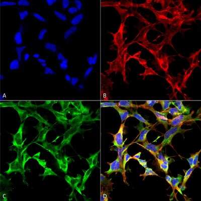 Immunocytochemistry/Immunofluorescence: Nitrotryptophan Antibody (4F8) [NBP2-59355] - Immunocytochemistry/Immunofluorescence analysis using Mouse Anti-Nitrotryptophan Monoclonal Antibody, Clone 4F8 (NBP2-59355). Tissue: Embryonic kidney epithelial cell line (HEK293). Species: Human. Fixation: 5% Formaldehyde for 5 min. Primary Antibody: Mouse Anti-Nitrotryptophan Monoclonal Antibody (NBP2-59355) at 1:50 for 30-60 min at RT. Secondary Antibody: Goat Anti-Mouse Alexa Fluor 488 at 1:1500 for 30-60 min at RT. Counterstain: Phalloidin Alexa Fluor 633 F-Actin stain; DAPI (blue) nuclear stain at 1:250, 1:50000 for 30-60 min at RT. Localization: Cytoplasmic. Magnification: 20X (2X Zoom). (A) DAPI (blue) nuclear stain. (B) Phalloidin Alexa Fluor 633 F-Actin stain. (C) Nitrotryptophan Antibody. (D) Composite. Courtesy of: Dr. Robert Burke, University of Victoria.