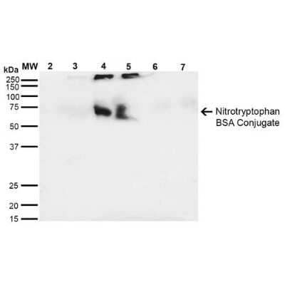 Western Blot: Nitrotryptophan Antibody (4F8) [NBP2-59355] - Western Blot analysis of 6-Nitrotryptophan-BSA Conjugate showing detection of 67 kDa Nitrotryptophan protein using Mouse Anti-Nitrotryptophan Monoclonal Antibody, Clone 4F8 (NBP2-59355). Lane 1: Molecular Weight Ladder (MW). Lane 2: BSA (0.5 ug). Lane 3: BSA (1 ug). Lane 4: 6-Nitrotryptophan-BSA (0.5 ug). Lane 5: 6-Nitrotryptophan-BSA (1 ug). Lane 6: 7-Ketocholesterol-BSA (0.5 ug). Lane 7: 7-Ketocholesterol-BSA (1 ug). Block: 5% Skim Milk in TBST. Primary Antibody: Mouse Anti-Nitrotryptophan Monoclonal Antibody (NBP2-59355) at 1:1000 for 2 hours at RT. Secondary Antibody: Goat Anti-Mouse IgG: HRP at 1:2000 for 60 min at RT. Color Development: Luminol for 1 min. Predicted/Observed Size: 67 kDa.