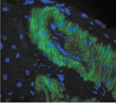 Immunohistochemistry: Nitrotyrosine Antibody (39B6) [NB110-96877] - Immunohistochemistry analysis using Mouse Anti-NitrotyrosineMonoclonal Antibody, Clone 39B6 (NB110-96877). Tissue: liver tissue . Species: Rat. Primary Antibody: Mouse Anti-NitrotyrosineMonoclonal Antibody (NB110-96877) at 1:1000. Secondary Antibody: FITC Goat Anti-Mouse (green).