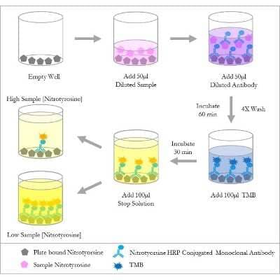 ELISA: Nitrotyrosine ELISA Kit (Colorimetric) [NBP2-59717] - Diagram of the Competitive ELISA
