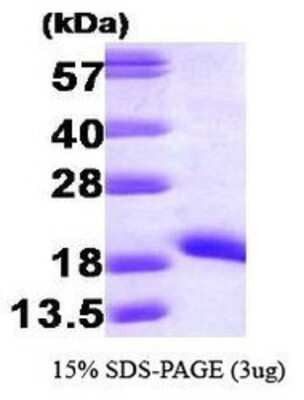 SDS-Page: Nm23A Protein [NBP1-30195] - NME1, 17.1 kDa (152aa), confirmed by MALDI-TOF with a purity of 95% by SDS - PAGE