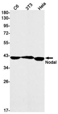 Western Blot: Nodal Antibody (S06-5A3) [NBP3-15068] - Western blot detection of Nodal in C6, 3T3, Hela cell lysates using Nodal Rabbit mAb (1:1000 diluted). Predicted band size: 40kDa. Observed band size: 40kDa.