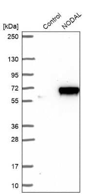 Western Blot: Nodal Antibody [NBP2-13664] - Analysis in control (vector only transfected HEK293T lysate) and NODAL over-expression lysate (Co-expressed with a C-terminal myc-DDK tag (3.1 kDa) in mammalian HEK293T cells).