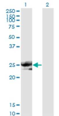 Western Blot: Noggin Antibody (2C10) [H00009241-M11] - Analysis of NOG expression in transfected 293T cell line by NOG monoclonal antibody (M11), clone 2C10. Lane 1: NOG transfected lysatE (25.8 KDa). Lane 2: Non-transfected lysate.