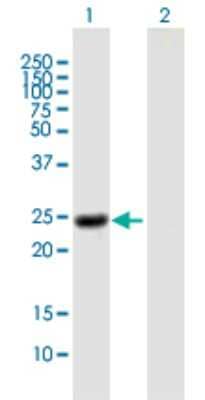 Western Blot: Noggin Antibody [H00009241-B01P] - Analysis of NOG expression in transfected 293T cell line by NOG polyclonal antibody.  Lane 1: NOG transfected lysate(25.52 KDa). Lane 2: Non-transfected lysate.
