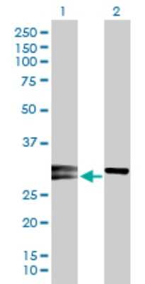 Western Blot: Noggin Antibody [H00009241-D01P] - Analysis of NOG expression in transfected 293T cell line by NOG polyclonal antibody.Lane 1: NOG transfected lysate(25.80 KDa).Lane 2: Non-transfected lysate.