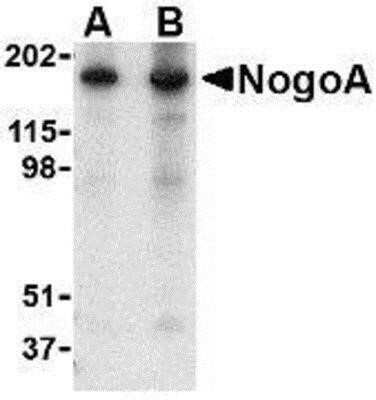 Western Blot: Nogo Antibody [NBP1-40279] - Analysis of anti-RTN4 / Nogo antibody with mouse brain tissue lysate at (A) 0.5 and (B) 1 ug/ml.