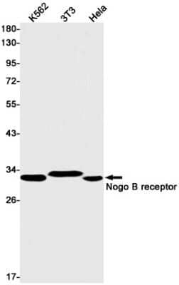 Western Blot Nogo B receptor Antibody (S01-3K8)