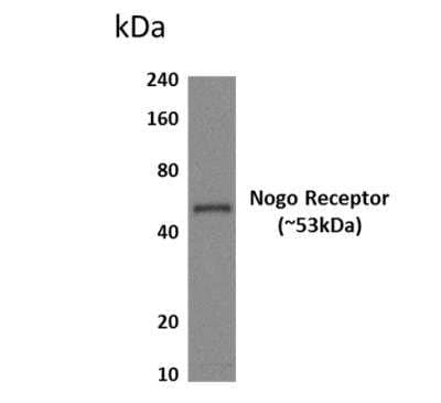 Western Blot: Nogo Receptor/NgR Antibody (MM0493-6H43) [NBP2-11823] - Lysates of HEK293 expressing human NOGO receptor.