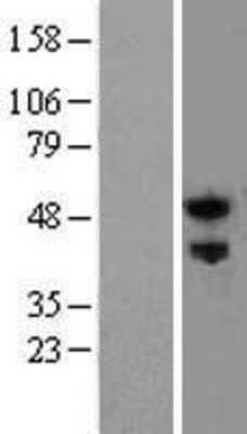 Western Blot Nogo Receptor/NgR Overexpression Lysate