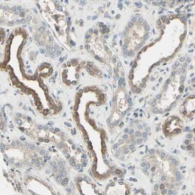 Immunohistochemistry-Paraffin: Nope Antibody [NBP1-92195] - Staining of human kidney shows cytoplasmic positivity in cells in tubules.