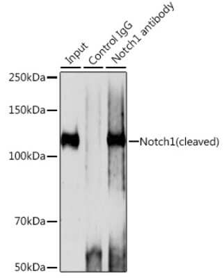 Immunoprecipitation: Notch-1 Antibody (7L3V4) [NBP3-15658] - Immunoprecipitation analysis of 200ug extracts of 293T cells using 3ug Notch-1 antibody (NBP3-15658). Western blot was performed from the immunoprecipitate using Notch-1 antibody (NBP3-15658) at a dilition of 1:1000.