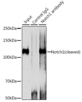 Immunoprecipitation: Notch-1 Antibody (7L3V4) [NBP3-15658] - Immunoprecipitation analysis of 200ug extracts of 293T cells using 3ug Notch-1 antibody (NBP3-15658). Western blot was performed from the immunoprecipitate using Notch-1 antibody (NBP3-15658) at a dilition of 1:1000.