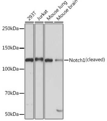 Western Blot: Notch-1 Antibody (7L3V4) [NBP3-15658] - Western blot analysis of extracts of various cell lines, using Notch-1 antibody (NBP3-15658) at 1:1000 dilution. Secondary antibody: HRP Goat Anti-Rabbit IgG (H+L) at 1:10000 dilution. Lysates/proteins: 25ug per lane. Blocking buffer: 3% nonfat dry milk in TBST. Detection: ECL Basic Kit. Exposure time: 3min.