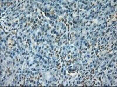 Immunohistochemistry: Notch-1 Antibody (OTI3E12) - Azide and BSA Free [NBP2-73042] - Staining of paraffin-embedded kidney using anti-Notch1 mouse monoclonal antibody.