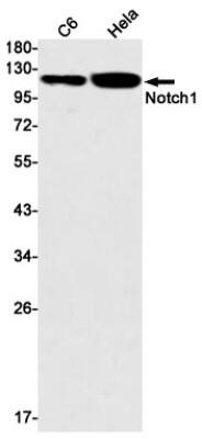 Western Blot: Notch-1 Antibody (S02-2G9) [NBP3-19583] - Western blot detection of Notch-1 in C6, Hela cell lysates using NBP3-19583 (1:1000 diluted). Predicted band size: 273kDa. Observed band size: 120kDa.