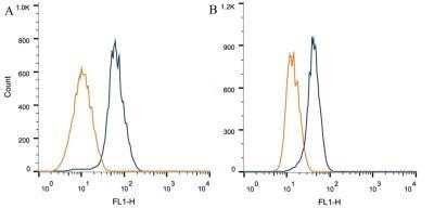 Flow Cytometry: Notch-1 Antibody (mN1A) - Azide and BSA Free [NBP2-80884] - Intracellular flow cytometric staining of 1 x 10^6 CHO (A) and MCF-7 (B) cells using Notch1 antibody (dark blue). Isotype control shown in orange. An antibody concentration of 1 ug/1x10^6 cells was used. Image from the standard format of this antibody.