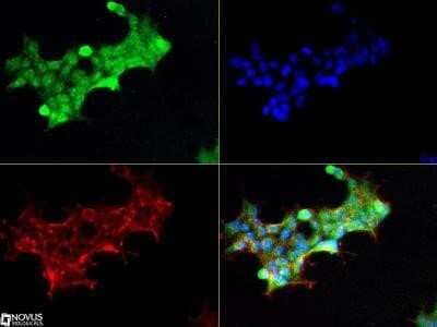 Immunocytochemistry/Immunofluorescence: Notch-1 Antibody (mN1A) - Azide and BSA Free [NBP2-80884] - The Notch1 Antibody was tested in HEK293 cells at a 1:50 dilution with DyLight 488 (Green). Actin was counterstained with Phalloidin 568 (Red) and cells were mounted in DAPI Flouromount (Blue). Image from the standard format of this antibody.